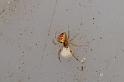 Theridion_ZZ630_D7871_Z_88_North Stradbroke island_Australie